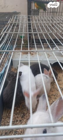 תמונת מודעה - חיות מחמד