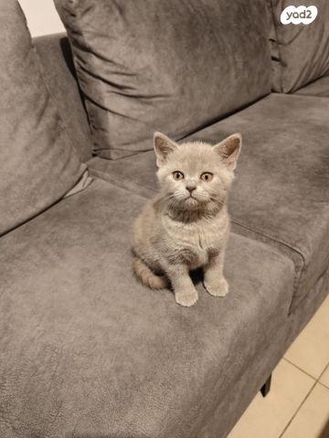 תמונת מודעה - חיות מחמד