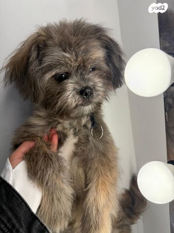 תמונת מודעה - חיות מחמד