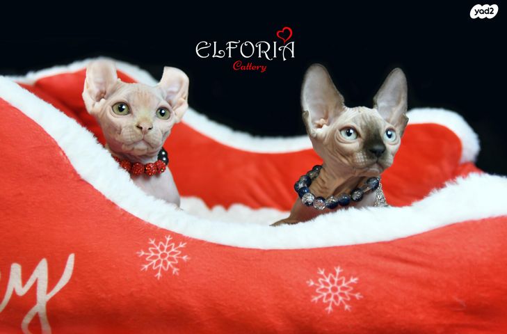 תמונת מודעה - חיות מחמד