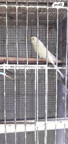 תמונת מודעה - חיות מחמד