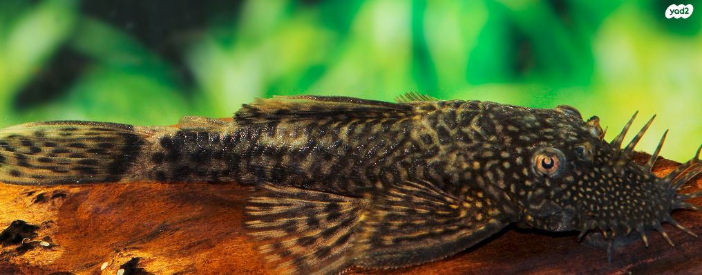 תמונת מודעה - חיות מחמד