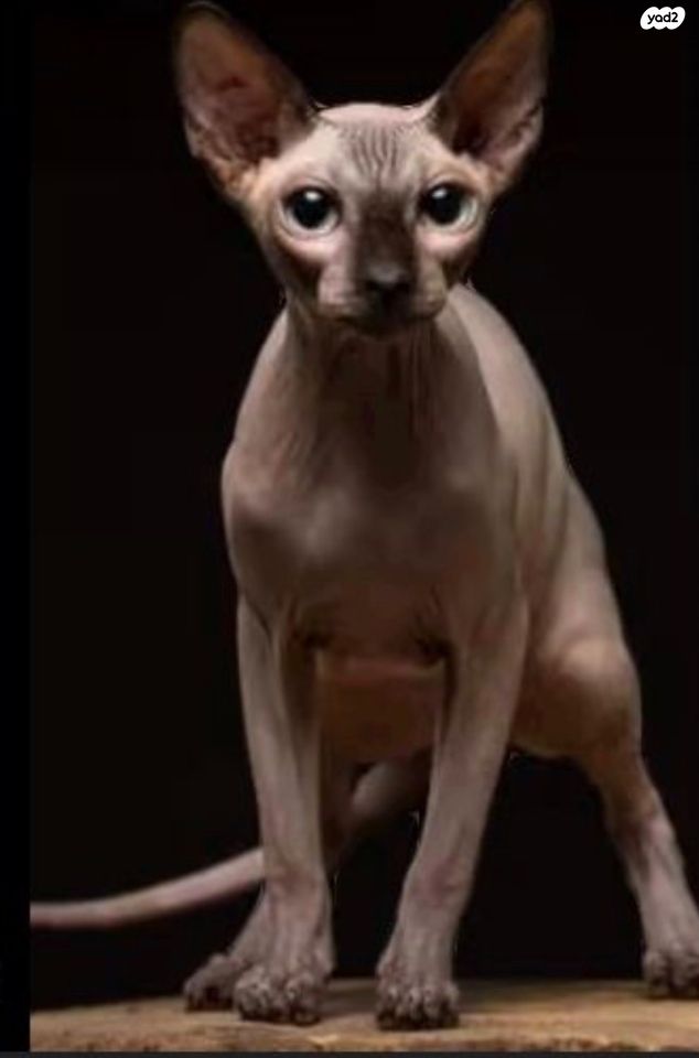 תמונת מודעה - חיות מחמד