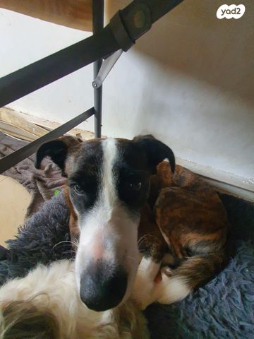 תמונת מודעה - חיות מחמד