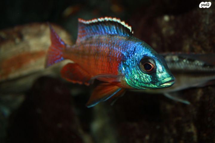 תמונת מודעה - חיות מחמד