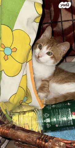 תמונת מודעה - חיות מחמד