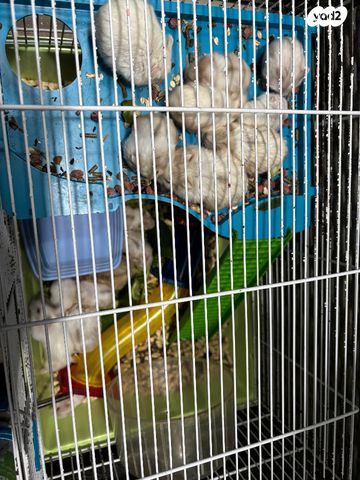 תמונת מודעה - חיות מחמד