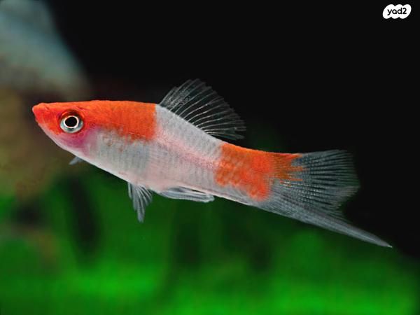 תמונת מודעה - חיות מחמד