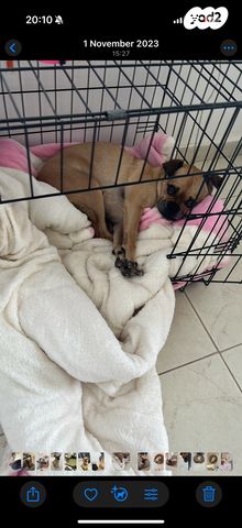 תמונת מודעה - חיות מחמד