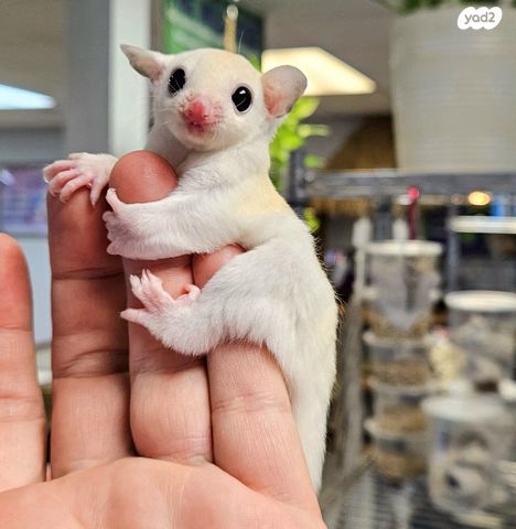 תמונת מודעה - חיות מחמד