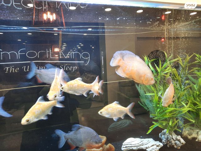 תמונת מודעה - חיות מחמד