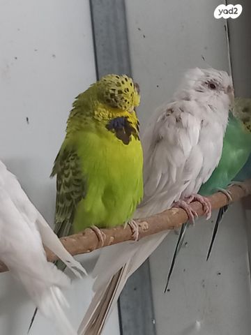 תמונת מודעה - חיות מחמד