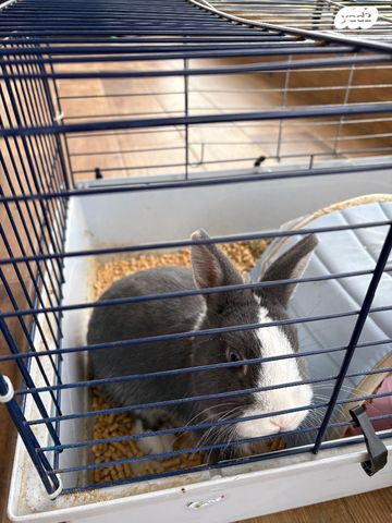 תמונת מודעה - חיות מחמד