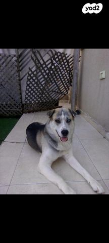 תמונת מודעה - חיות מחמד