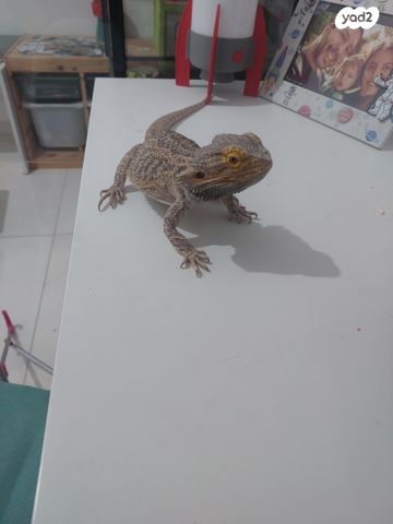 תמונת מודעה - חיות מחמד