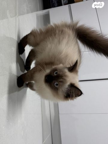 תמונת מודעה - חיות מחמד