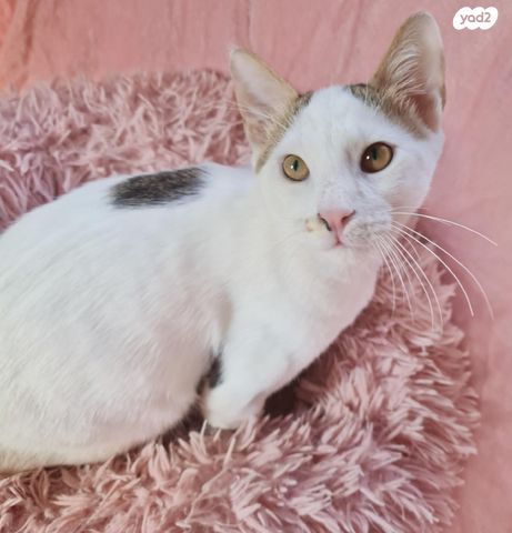 תמונת מודעה - חיות מחמד