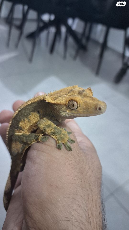 תמונת מודעה - חיות מחמד