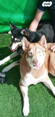 תמונת מודעה - חיות מחמד