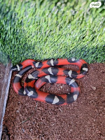 תמונת מודעה - חיות מחמד