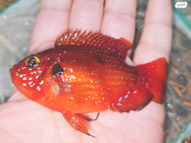 תמונת מודעה - חיות מחמד