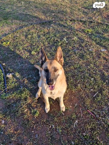 תמונת מודעה - חיות מחמד