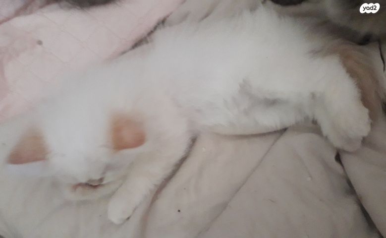 תמונת מודעה - חיות מחמד