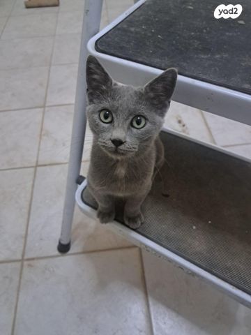 תמונת מודעה - חיות מחמד