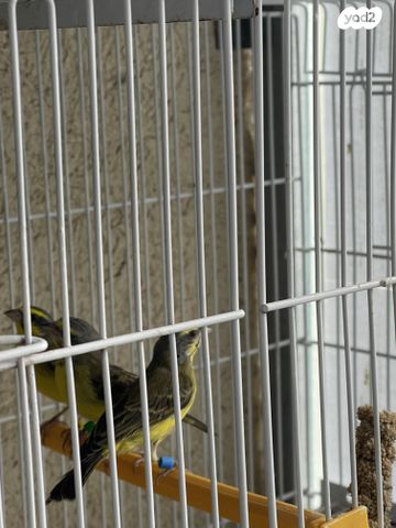 תמונת מודעה - חיות מחמד