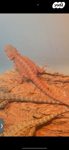 תמונת מודעה - חיות מחמד