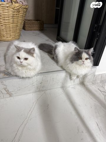 תמונת מודעה - חיות מחמד