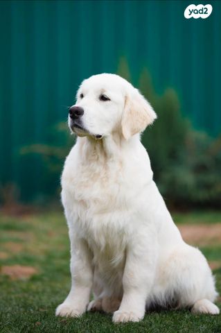 כלב גולדן רטריבר