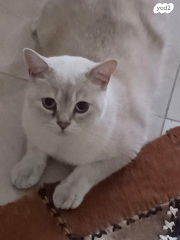 תמונת מודעה - חיות מחמד