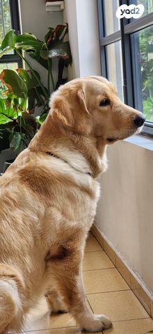 כלב גולדן רטריבר