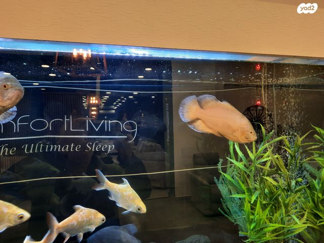 דג ציקלידים