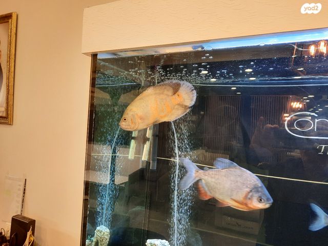 דג ציקלידים