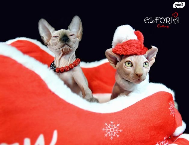 חתול ספינקס