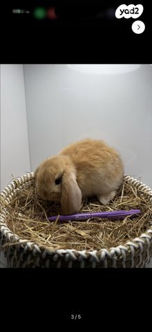 מכרסם ארנב שמוט אוזניים