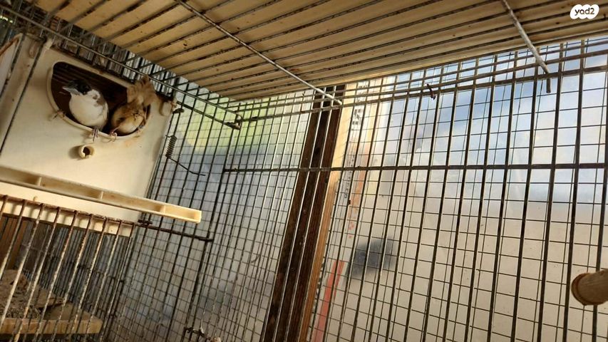 תוכי פינקים