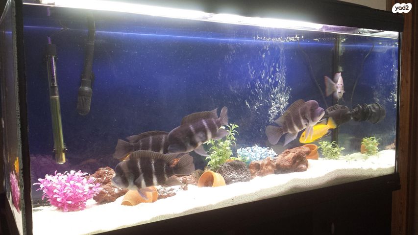 אביזרים | אקווריום