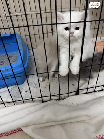 תמונת מודעה - חיות מחמד