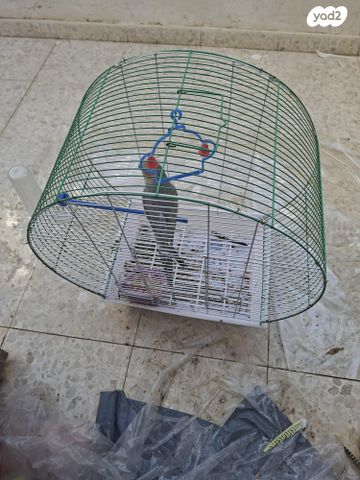 תוכי קוקוטייל