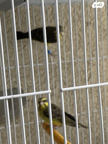 תוכי פינקים