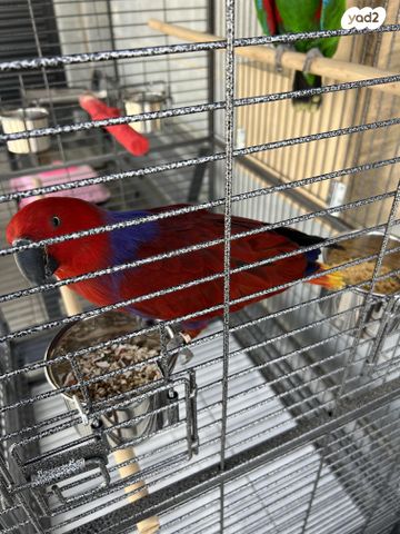 תוכי אקלקטוס