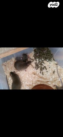 מכרסם חולדה