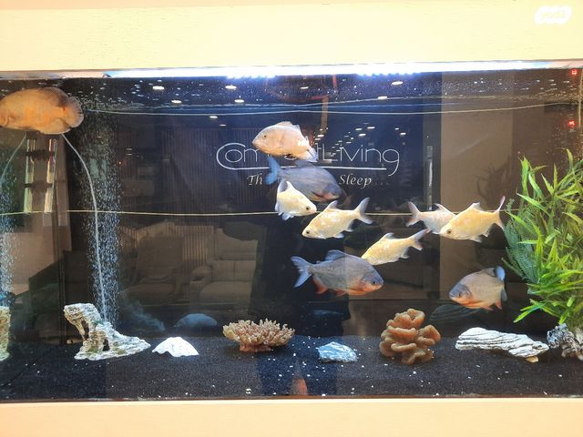 דג ציקלידים