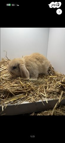 מכרסם ארנב שמוט אוזניים