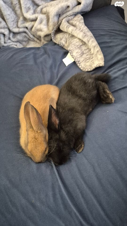 מכרסם ארנב \ שפן