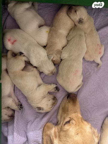 כלב גולדן רטריבר