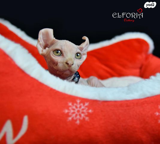 חתול ספינקס